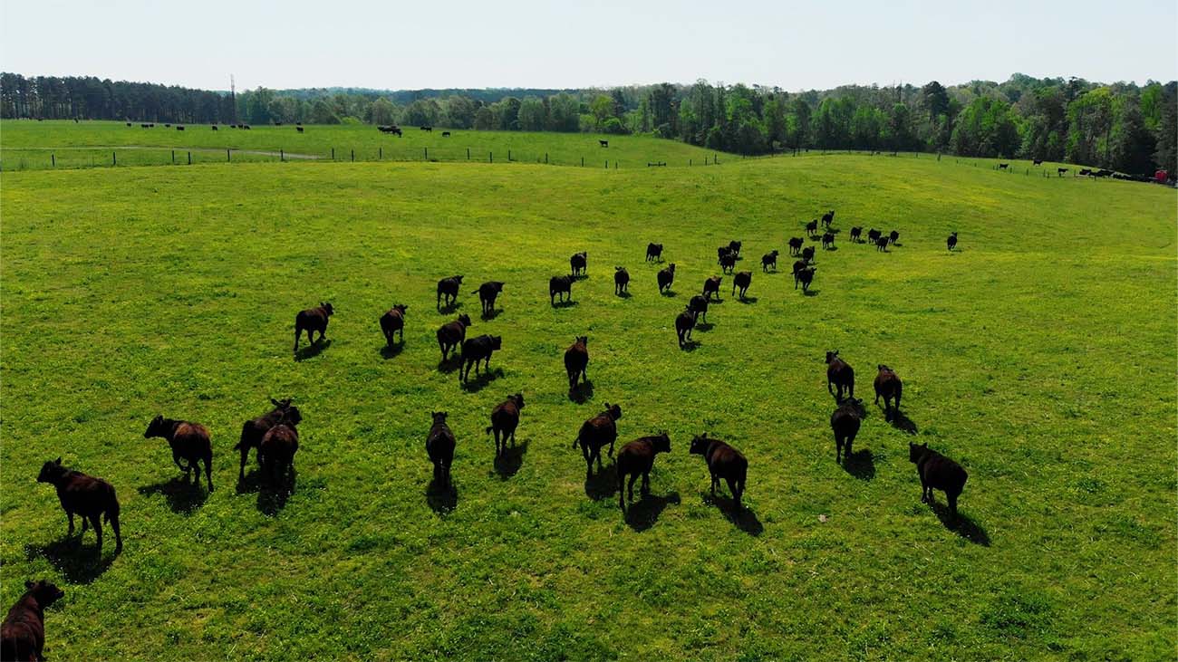 cattlegrazing
